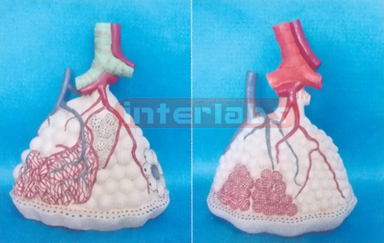 MAGNIFIED LUNG LOBULE MODEL WITH PULMONARY ALVEOLI